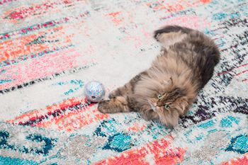 veterinary-pebby-pet-toy-450px-JSJ0607.jpg