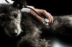 Pimobendan Delays Onset of Congestive Heart Failure in Dogs with Mitral Valve Disease and Cardiomegaly