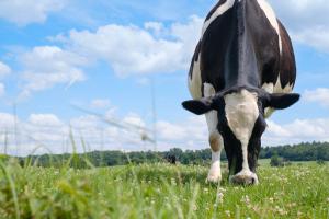 Tall Cow, Fat