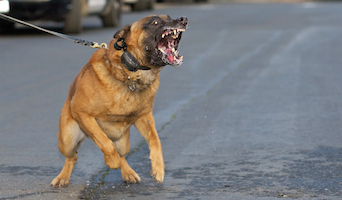 what is a fear aggressive dog