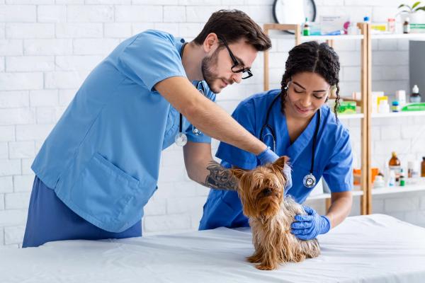 Veterinary technician