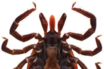 veterinary_0612FL_tick_136196158-791135-1384158725464.jpg