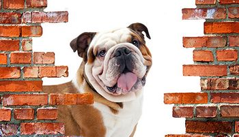 veterinary-bulldog-brick-wall-AdobeStock_99222937-AdobeStock_201335270-450-2.jpg