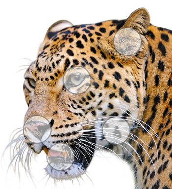 veterinary_Leopard_5senses_450-826503-1404217670980.jpg