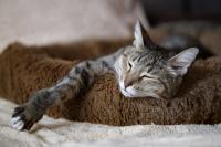 Veterinary hospice offers cats and clients familiar comforts (Part 1): Familiarize clients with veterinary hospice