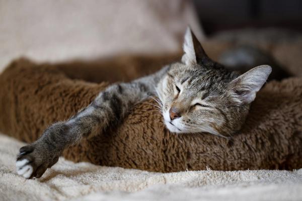 Veterinary hospice offers cats and clients familiar comforts (Part 1): Familiarize clients with veterinary hospice