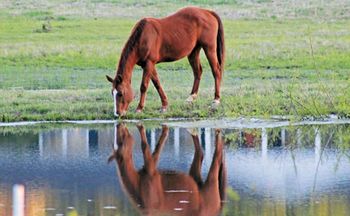 veterinary_horse_pond_460.jpg