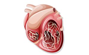 veterinary_heartworm_AdobeStock_227382073_450.jpg