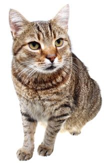 veterinary_cat_Looking-cat_486163445_220.jpg
