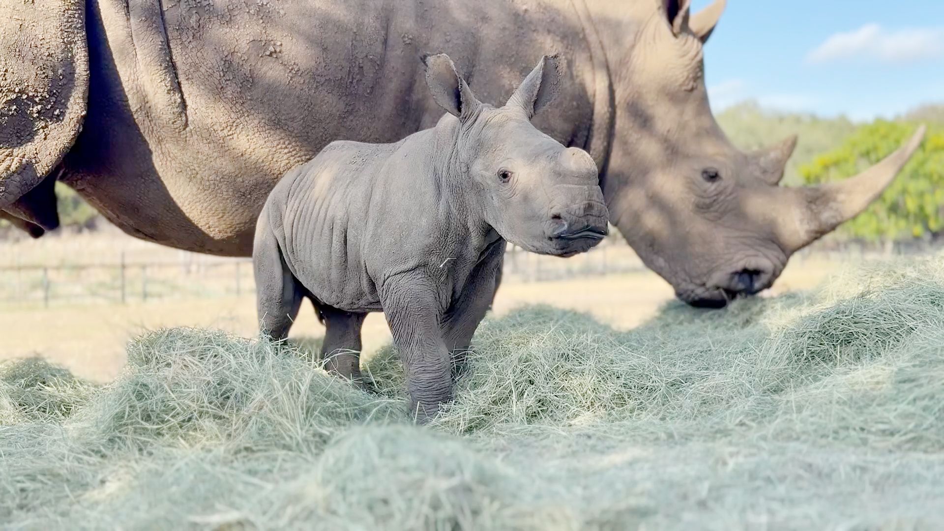 Southern white rhinoceros calf Twuda. Photo courtesy of Natural Bridge Wildlife Ranch