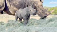 Southern white rhinoceros calf Twuda. Photo courtesy of Natural Bridge Wildlife Ranch