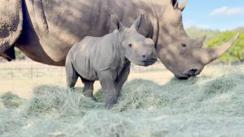 Southern white rhinoceros calf Twuda. Photo courtesy of Natural Bridge Wildlife Ranch