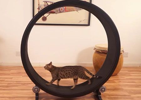used cat exercise wheel for sale