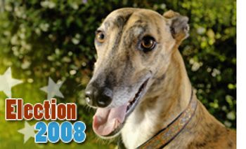 DVM_veterinarynews_greyhound_flash.s-int-563356-1384609372232.jpg