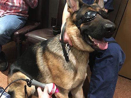 veterinary-brunke-lasertherapy-body.jpg