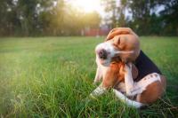 Fast fixes for itchy dogs