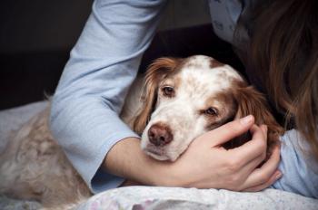 Older sick dog laying with owner