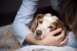 Older sick dog laying with owner