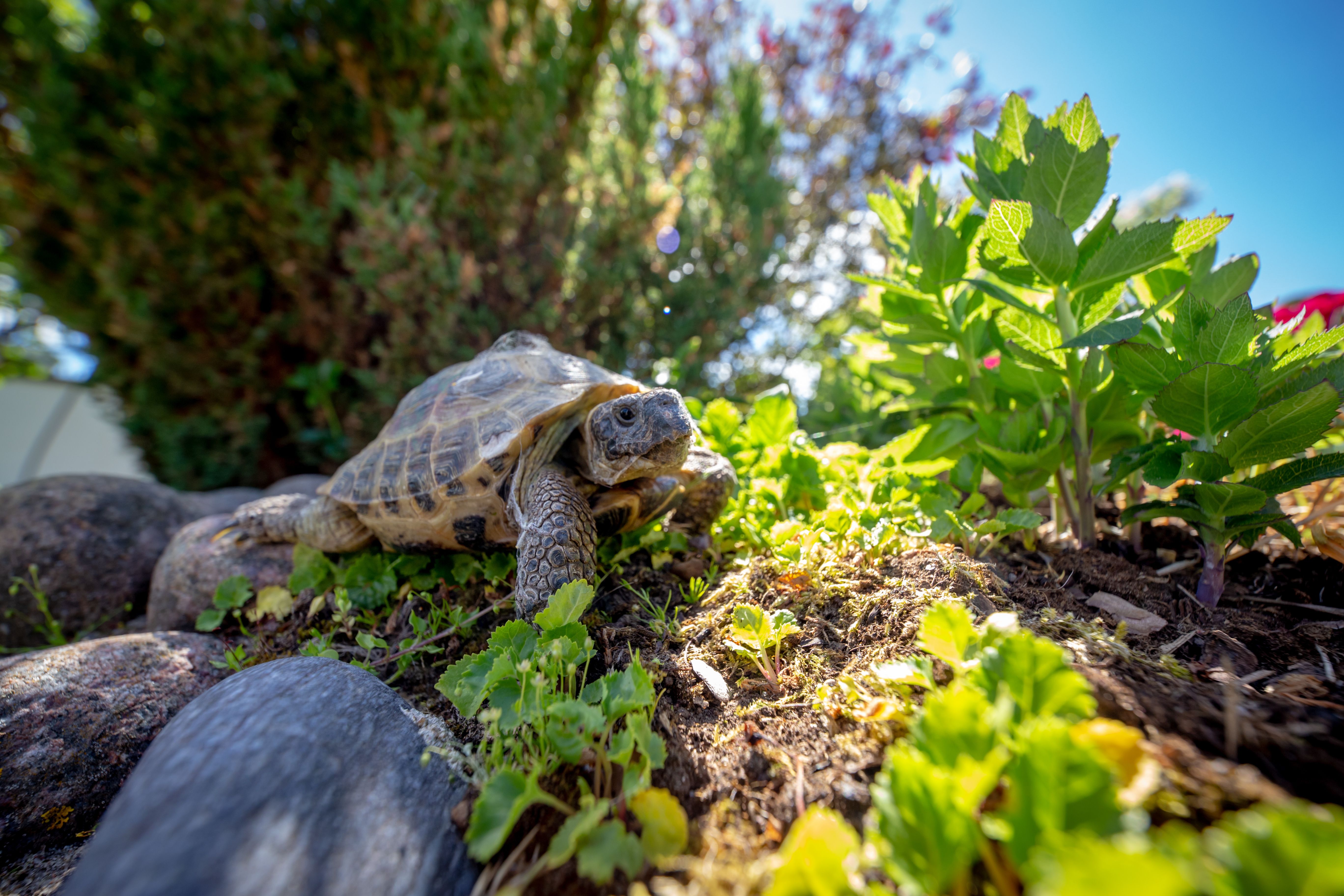 Diversity is the key to success with reptile diets