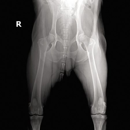 can a xray show hip dysplasia in dogs