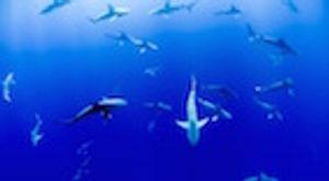 Applying Shark Science to Human Health