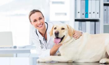 WavebreakMediaMicro / stock.adobe.com / dog with vet