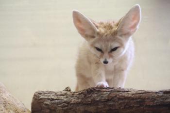 Fennec Fox