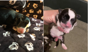 Neonatal nursing care for high-risk puppies and kittens