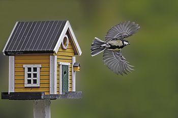veterinary-birdhouse-and-tit-450px-shutterstock-648750730.jpg