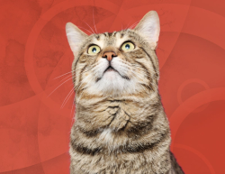 Iatrogenic hypothyroidism in cats