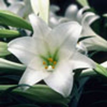 lilly-699879-1384218839853.jpg