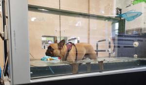 A closer look at hydrotherapy for rehabilitation