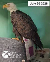 Bald eagle Jackie dies after more than 3 weeks of intensive care at Ojai Raptor Center
