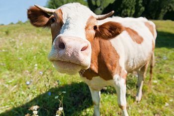 veterinary_cow_in_field_AdobeStock_105191759_450px.jpg