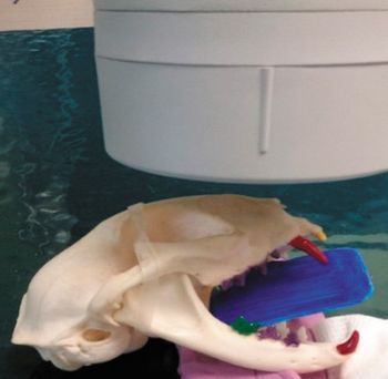 veterinary-maxilla-and-March-image003_450px.jpg