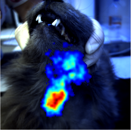 <![CDATA[Portable feline thyroid scintigraphy device introduced in Greece]]>