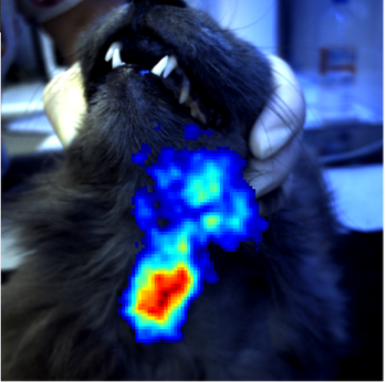 Feline hyperthyroidism scan using Seracam. (Images courtesy of Sossanna Bourmpou; Feline Hyperthyroidism Treatment Centre, Athens, Greece)