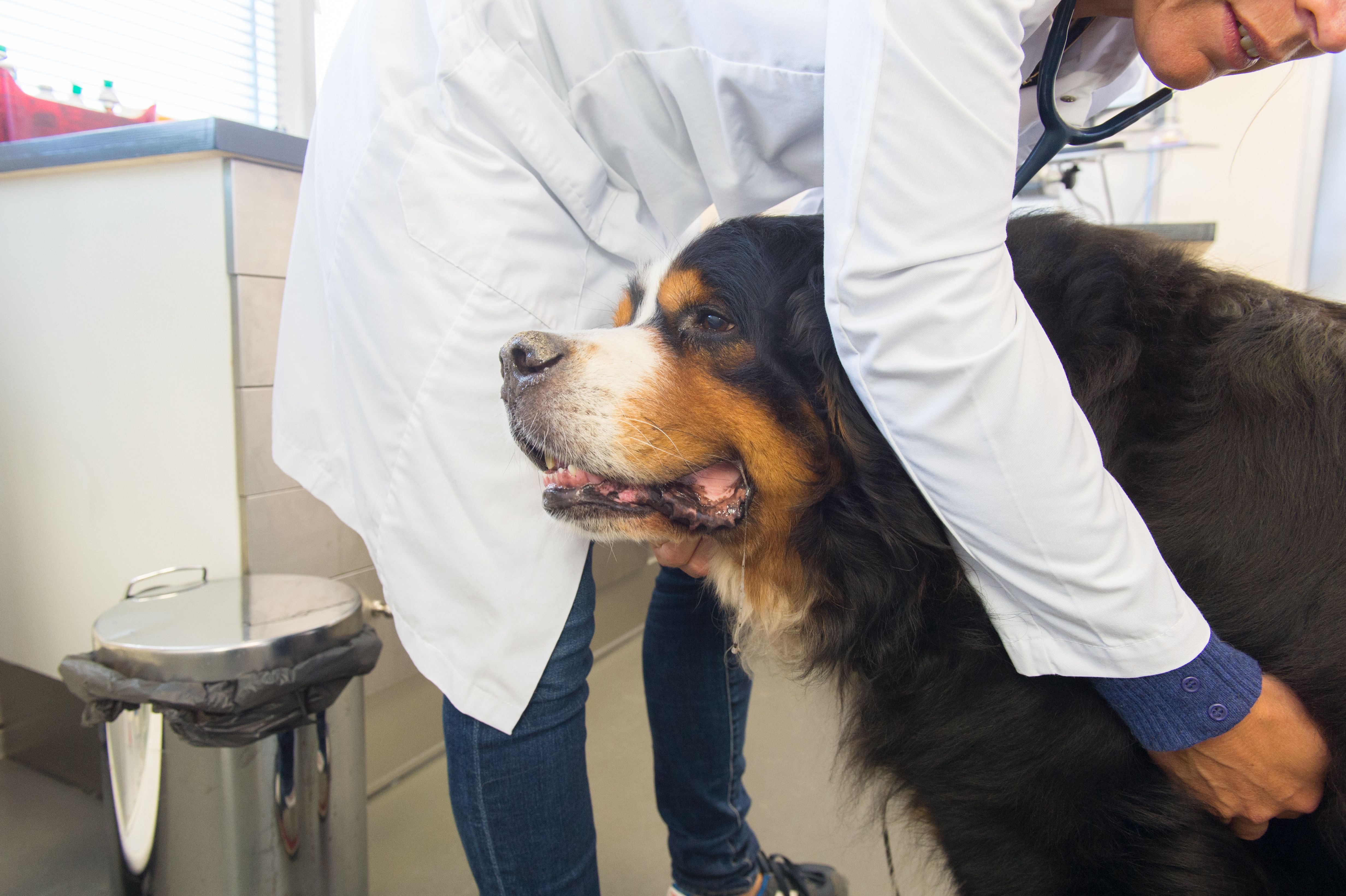 Q&A on physical pain in veterinary medicine and how strength training can help