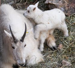 Cheyenne Mountain Zoo welcomes Rocky Mountain goat kid