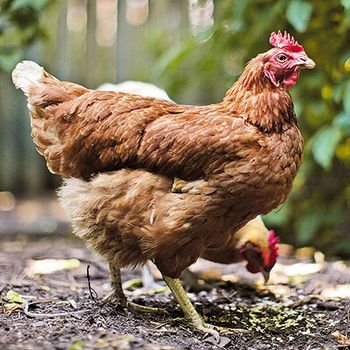 veterinary_chicken_dvm0911_103239261-[183652390]-{516600}-450.jpg