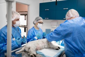 Sedated dog
