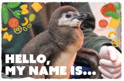 Maryland Zoo announces penguin chick name contest winner 