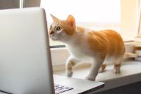 Wrap up: UK pet food brand recalls all fresh dog meals over vision loss reports, and other news