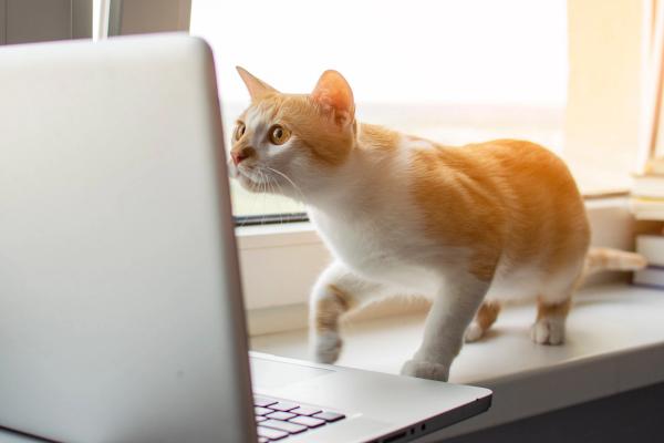 Wrap up: UK pet food brand recalls all fresh dog meals over vision loss reports, and other news