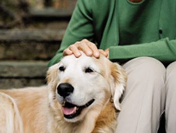 veterinary_dog_senior_80489-700254-1384211853989.jpg