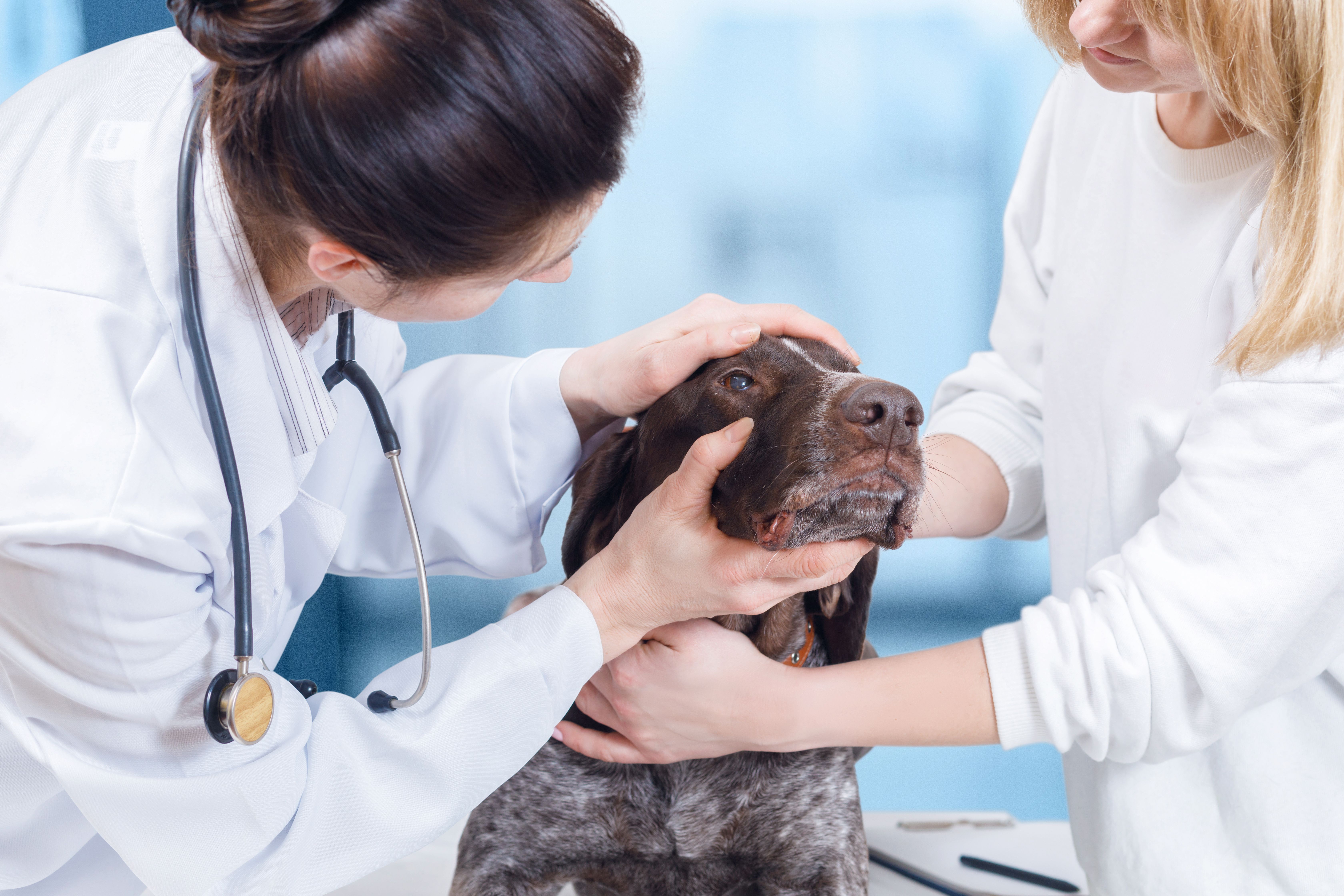AVMA unveils new “Language of Veterinary Care” online tools and breakthrough research