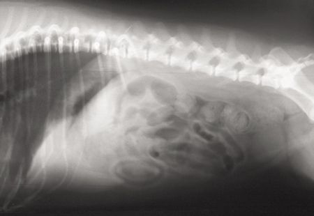 what is a hiatal hernia in dogs