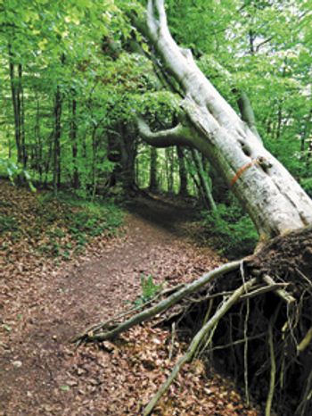 veterinary_tree fall forest path trail_220px_499141879.jpg