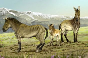 veterinary_450px_image_5493e-Haringtonhippus-francisci.jpg