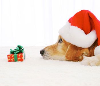 veterinary_dog-749760-1384172664552.jpg